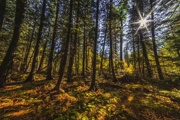 Trail Of The Cedars. Photo by Dave Bell.