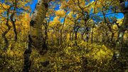 Fall In The Aspen Grove. Photo by Dave Bell.