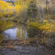 Fall Scene. Photo by Dave Bell.