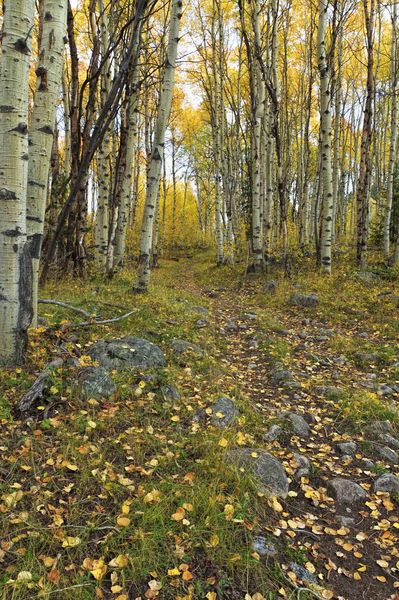 The Path. Photo by Dave Bell.