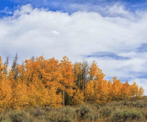 Aspen Grove. Photo by Dave Bell.