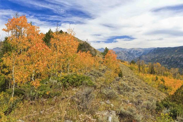 Fall Color. Photo by Dave Bell.