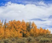 Aspen Grove. Photo by Dave Bell.