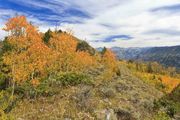 Fall Color. Photo by Dave Bell.