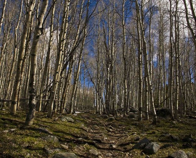 Rocky Trail. Photo by Dave Bell.