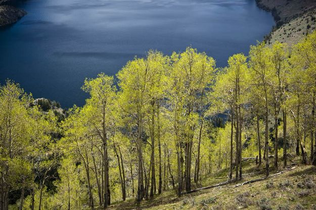 Aspens Above Fremont Lake. Photo by Dave Bell.