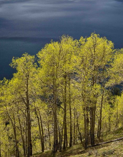 Freshly Leafed Aspens. Photo by Dave Bell.