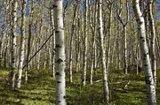 Spring In The Aspen Grove. Photo by Dave Bell.