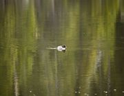 Quack!. Photo by Dave Bell.