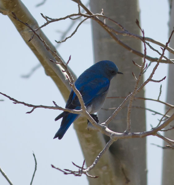 Mountain Bluebird. Photo by Dave Bell.