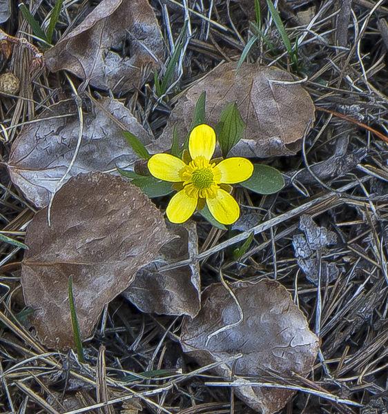 Subalpine Buttercup-Springs Feeble Toehold. Photo by Dave Bell.