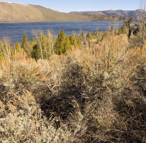 Sage Brush Scenery. Photo by Dave Bell.