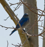 Bluebird. Photo by Dave Bell.