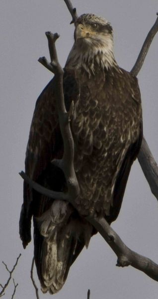 Eagle Eyes. Photo by Dave Bell.