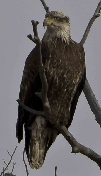 Eagle Pose. Photo by Dave Bell.