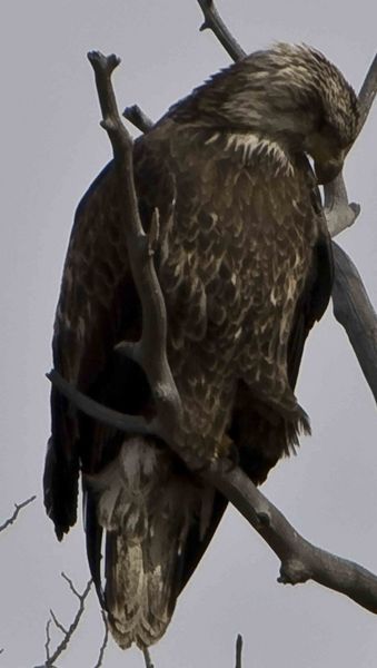 Golden Eagle. Photo by Dave Bell.