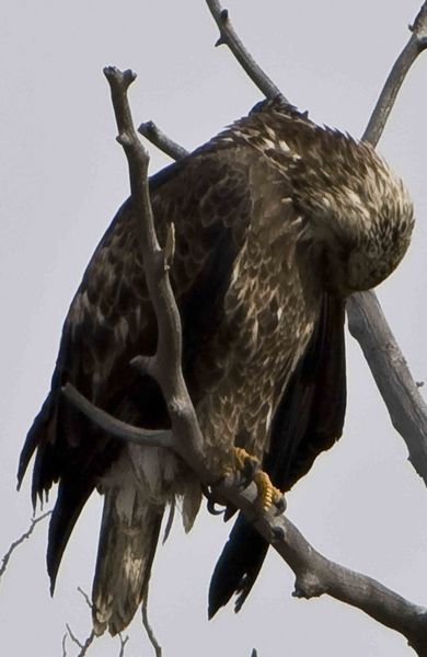 Eagle Primping. Photo by Dave Bell.