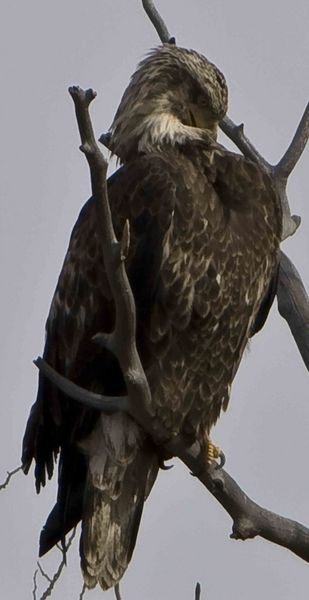 An Eagle And Its Feathers!. Photo by Dave Bell.