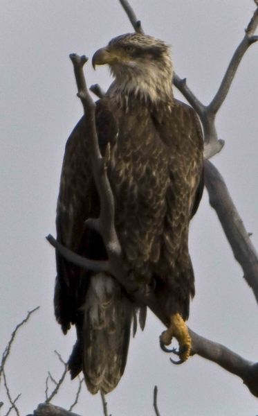 Dangling Talon. Photo by Dave Bell.