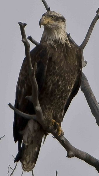 Proud Eagle. Photo by Dave Bell.