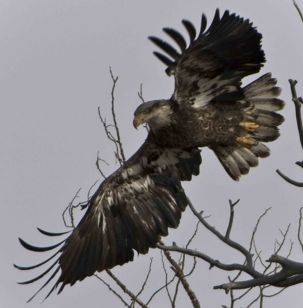 Liftoff!!. Photo by Dave Bell.