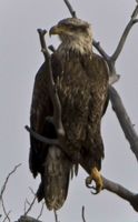 Dangling Talon. Photo by Dave Bell.