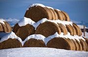 Bale Symmetry. Photo by Dave Bell.