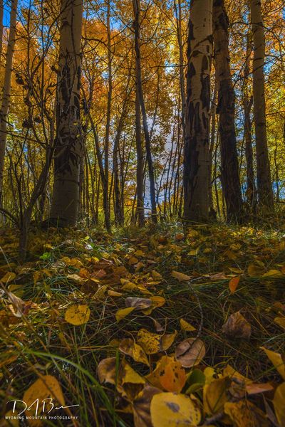 Fall Color. Photo by Dave Bell.