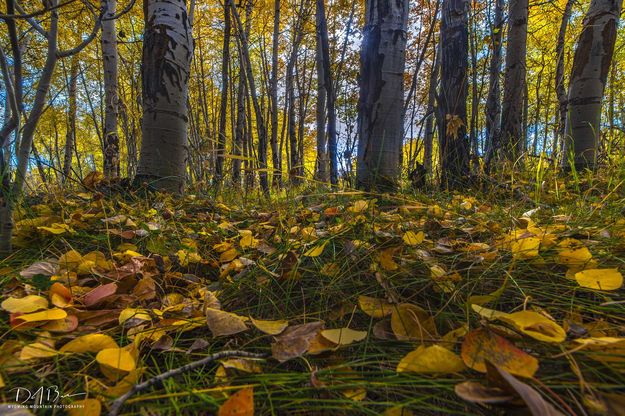 Fall Arrives. Photo by Dave Bell.