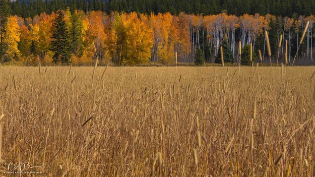 Color At The Wheat Field. Photo by Dave Bell.