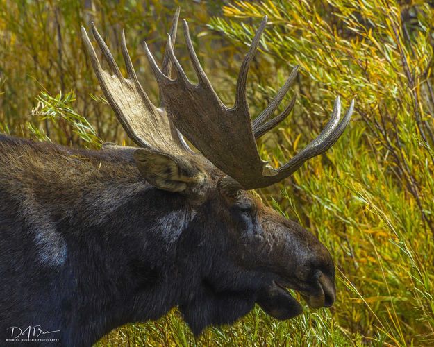 Snoozin. Photo by Dave Bell.