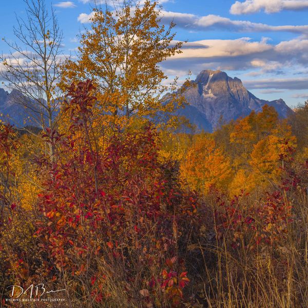 Colorful Moran. Photo by Dave Bell.