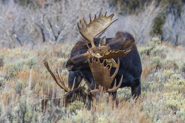 . Photo by Dave Bell.