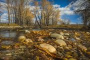 Remnants Of Summer. Photo by Dave Bell.