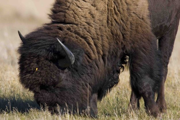 Solitary Bison Bull. Photo by Dave Bell.