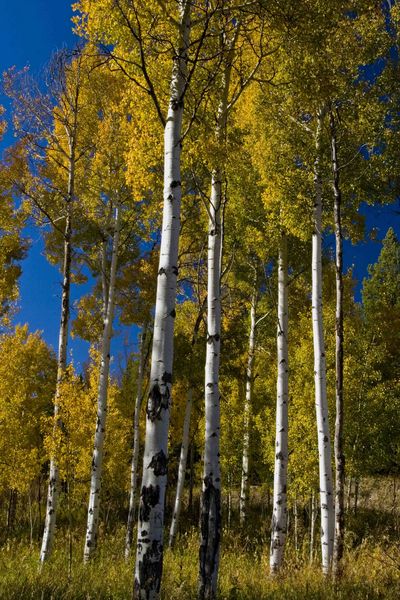 White Trunks. Photo by Dave Bell.