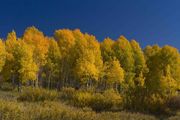 Leaves At The Prime. Photo by Dave Bell.