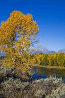 Gold Sentinel And Mt. Moran. Photo by Dave Bell.