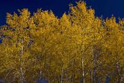 Yellow & Blue Extreme. Photo by Dave Bell.