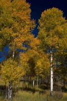 Intense Yellow Leaves. Photo by Dave Bell.