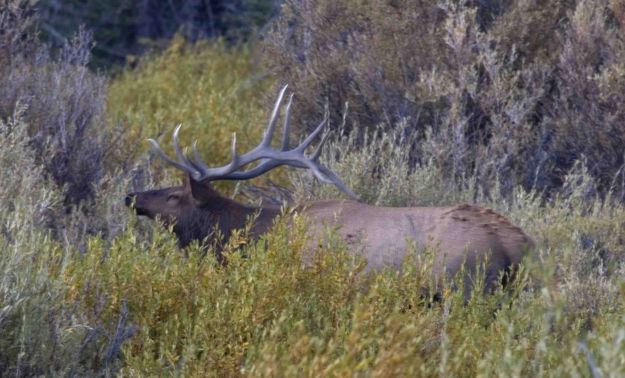 Bull Elk #2 In Brush. Photo by Dave Bell.