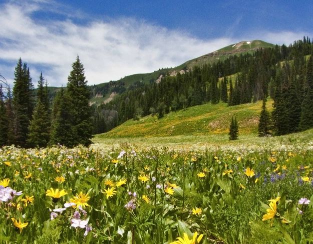 Wildflower Heaven. Photo by Dave Bell.