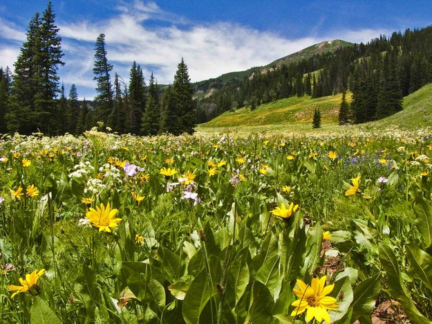 More Flowers. Photo by Dave Bell.