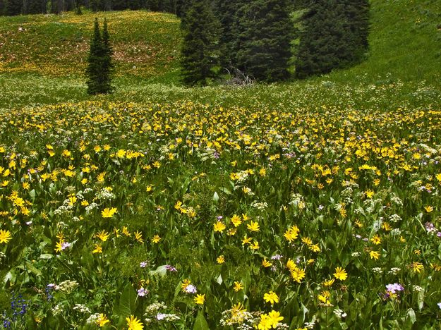 Granite Creek Canyon Flowers. Photo by Dave Bell.