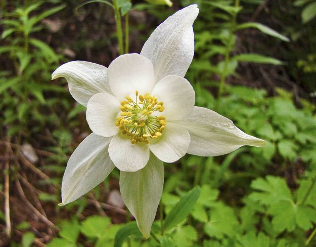 Columbine. Photo by Dave Bell.