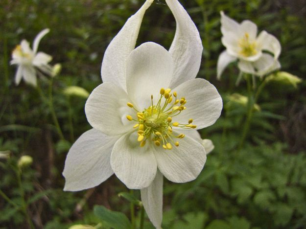 Columbine Ballet Dancer. Photo by Dave Bell.