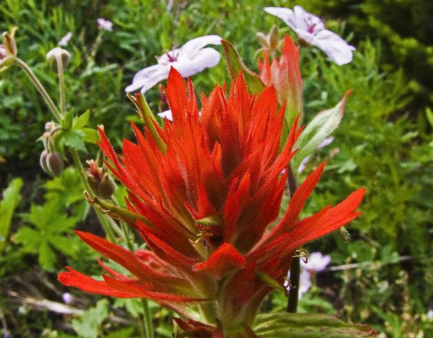 Indian Paintbrush. Photo by Dave Bell.