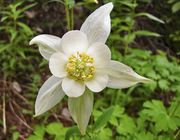 Columbine. Photo by Dave Bell.