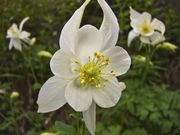 Columbine Ballet Dancer. Photo by Dave Bell.