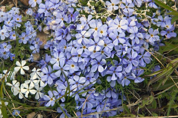 Forget-Me-Not Flowers. Photo by Dave Bell.